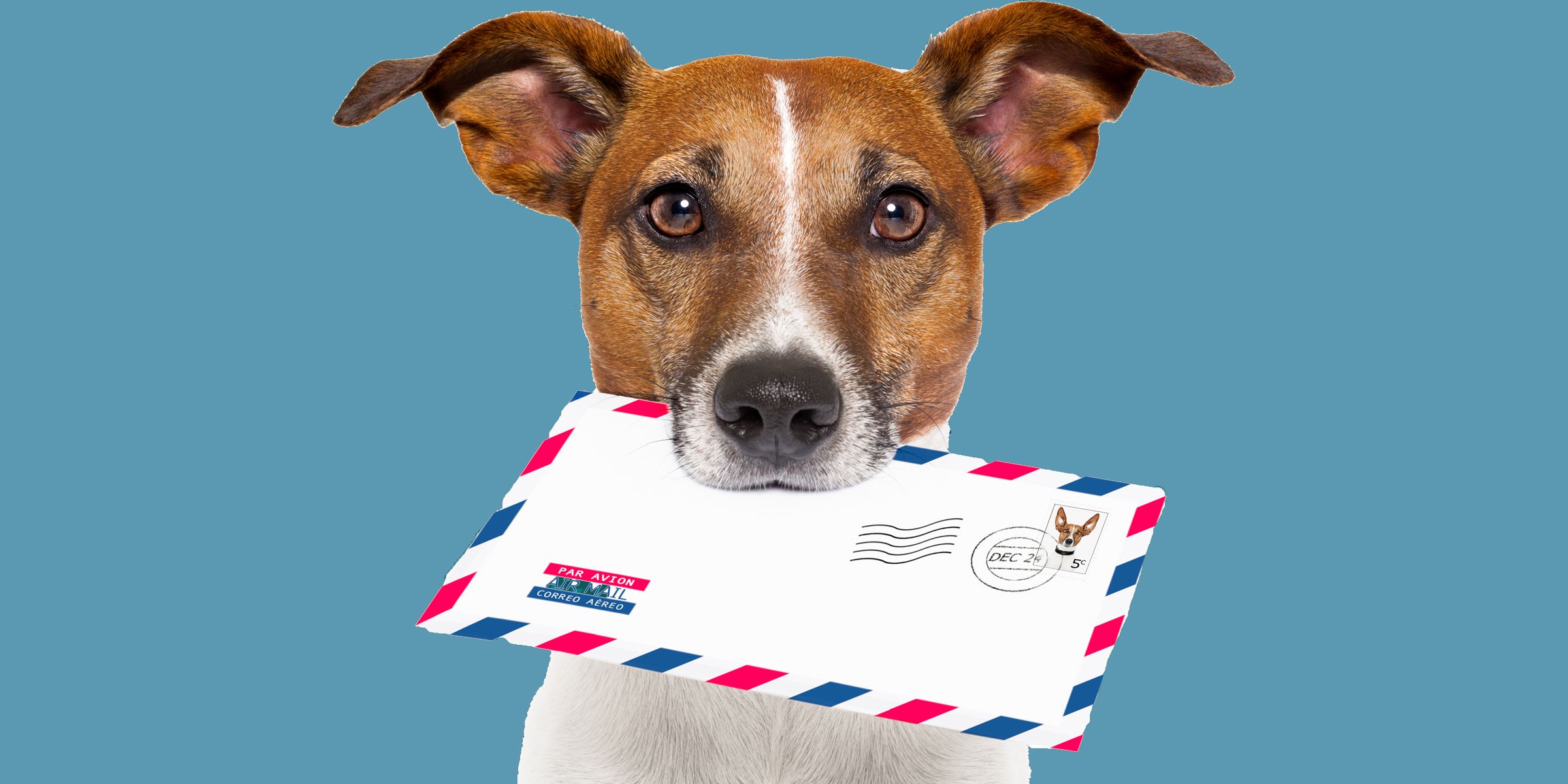 В Австралії собака став поштарем для дітей, які сидять вдома на карантині