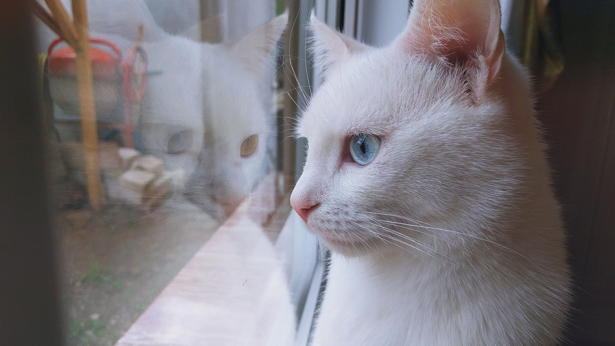 Кіт на вікні став причиною знайомства - фото 1