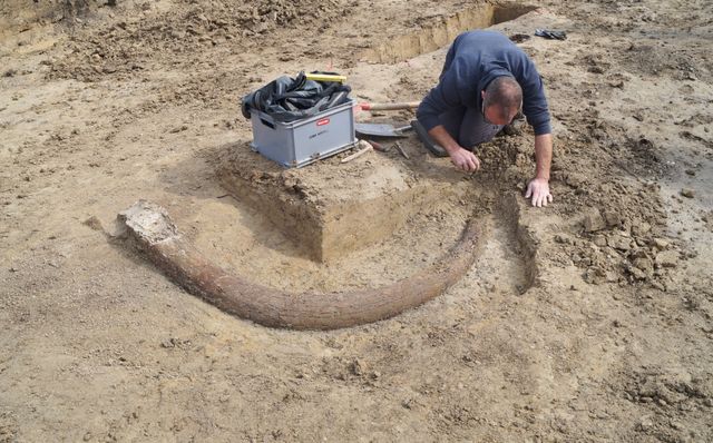 Археологи знайшли бивень мамонта завдовжки 2,5 метра - фото 394801