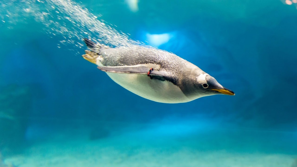Науковці вперше записали розмови пінгвінів під водою - фото 1