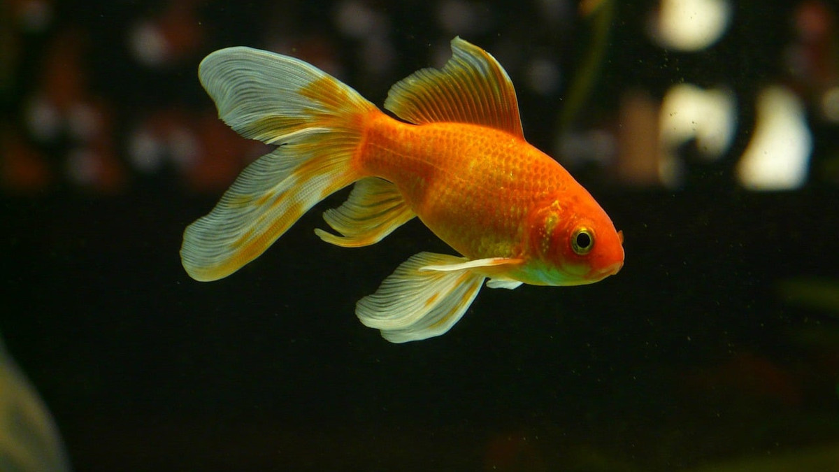 30 сантиметрів в довжину замість 2-5: у мережі показали золоту рибку аномальних розмірів - фото 1