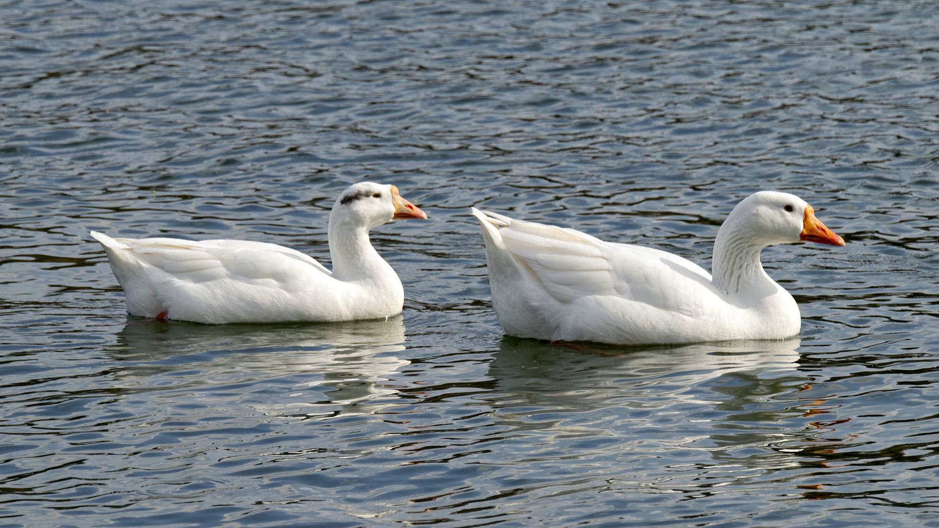 Теплого Олекси 2020 в Україні: традиції та звичаї у свято 30 березня