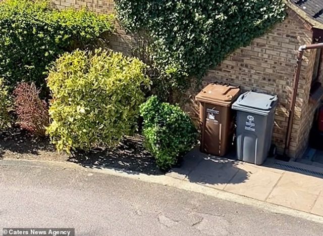 Чоловік у костюмі куща зухвало порушив карантин: відео - фото 395304