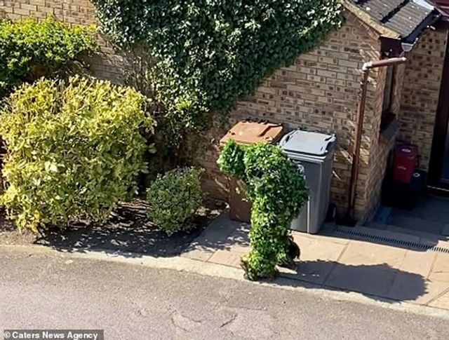 Чоловік у костюмі куща зухвало порушив карантин: відео - фото 395305