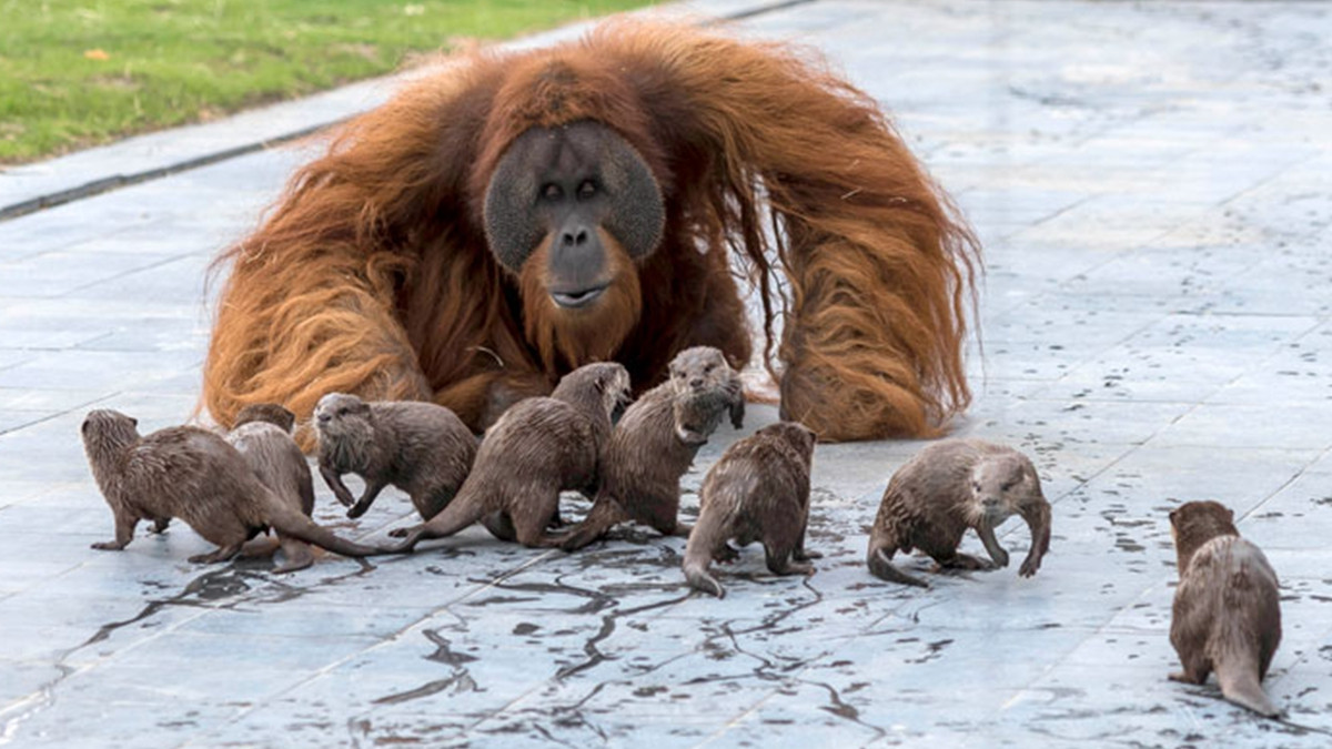Орангутанги несподівано подружилися зі зграєю видр: кумедні фото - фото 1