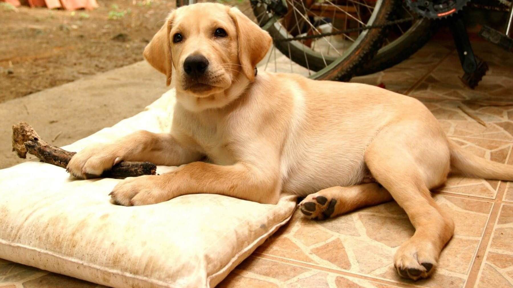 Лабрадор, який кумедно стрибав на батуті, розсмішив мережу: відео - фото 1