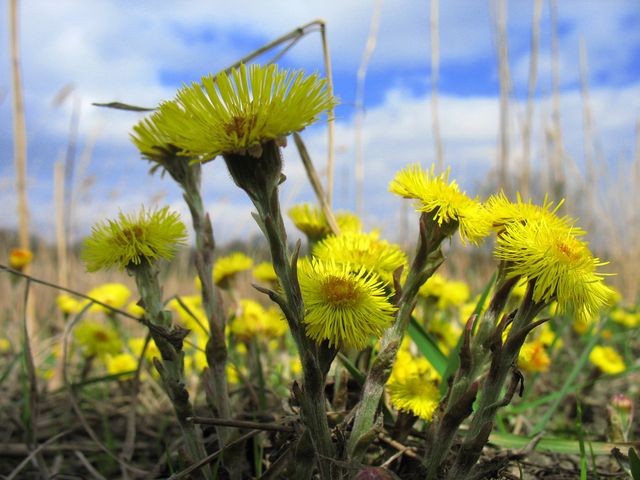 Мати-й-мачуха- фото 395754