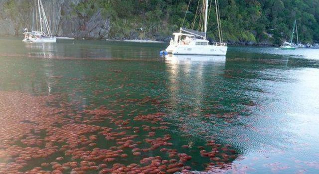 Пляжі Філіппін заполонили томатні медузи: неймовірна аномалія - фото 395915