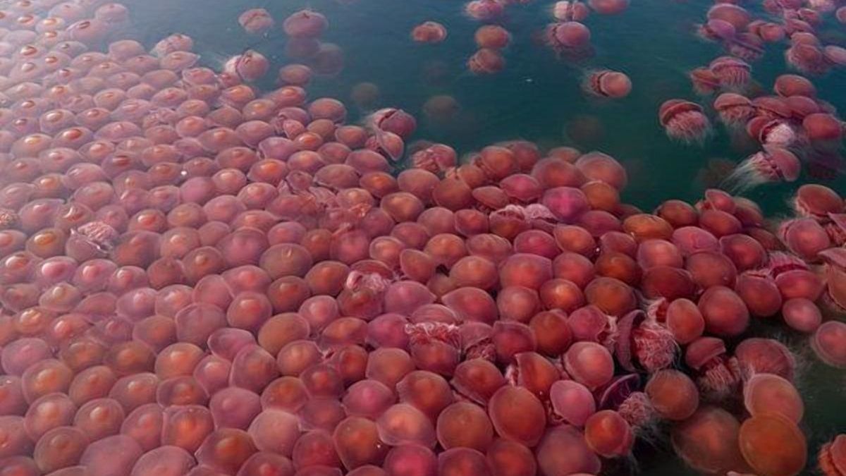 Пляжі Філіппін заполонили томатні медузи: неймовірна аномалія