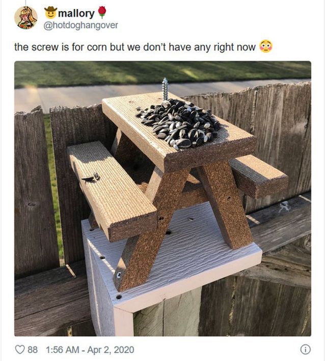 Чоловік облаштував обідній стіл для білок, і цим надихнув інших - фото 396144