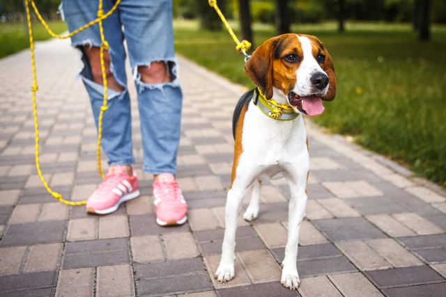 Домашніх тварин вигулювати можна і в парках - фото 396152