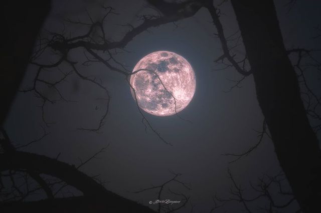 Рожевий супермісяць з'явився на небі: дивіться фото унікального явища - фото 396755