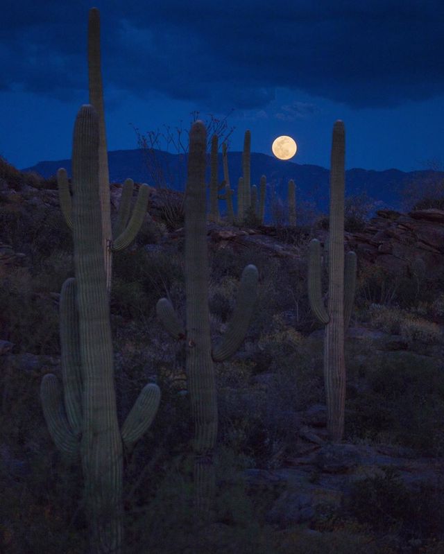 Рожевий супермісяць з'явився на небі: дивіться фото унікального явища - фото 396759