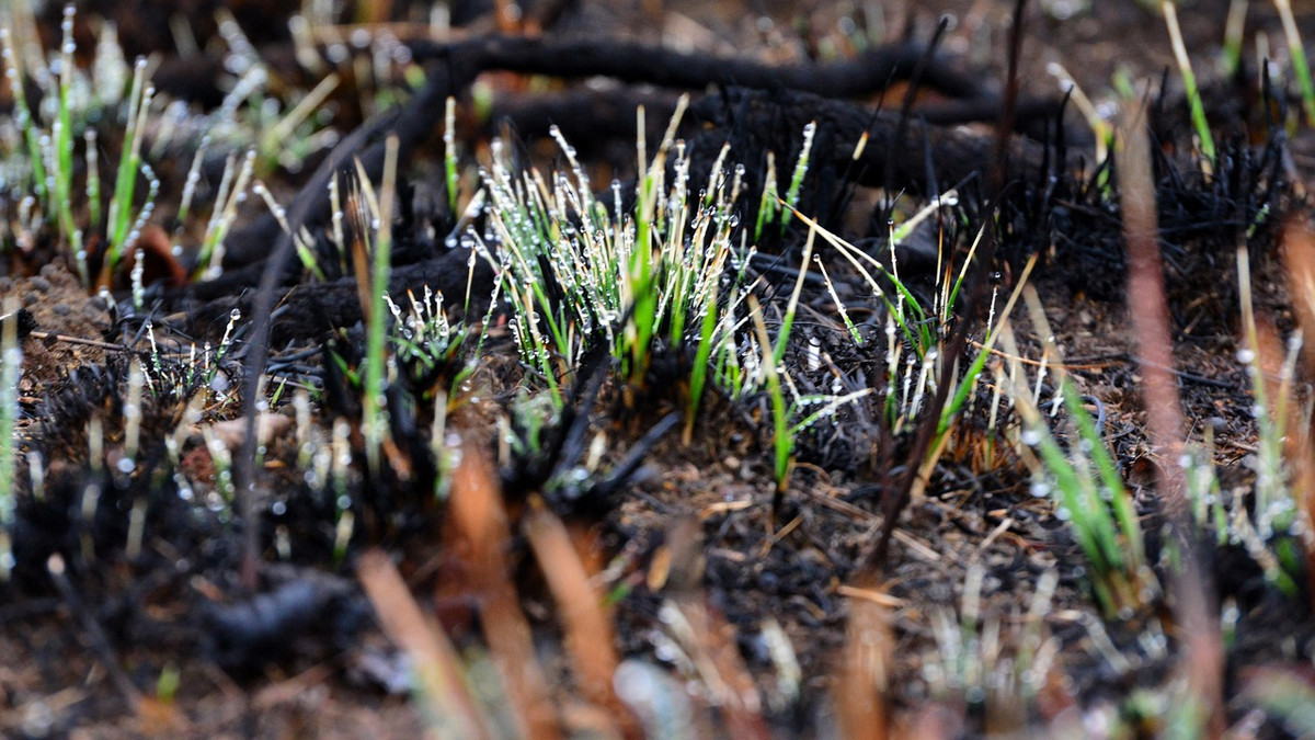 Спалювати траву - шкідливо для довкілля та нас самих - фото 1