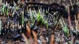 Чому не можна спалювати суху траву навесні: пояснення Супрун