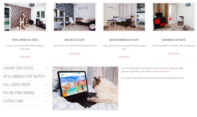 Британський готель безкоштовно селитиме у себе кішок тих, хто хворий на коронавірус - фото 397070