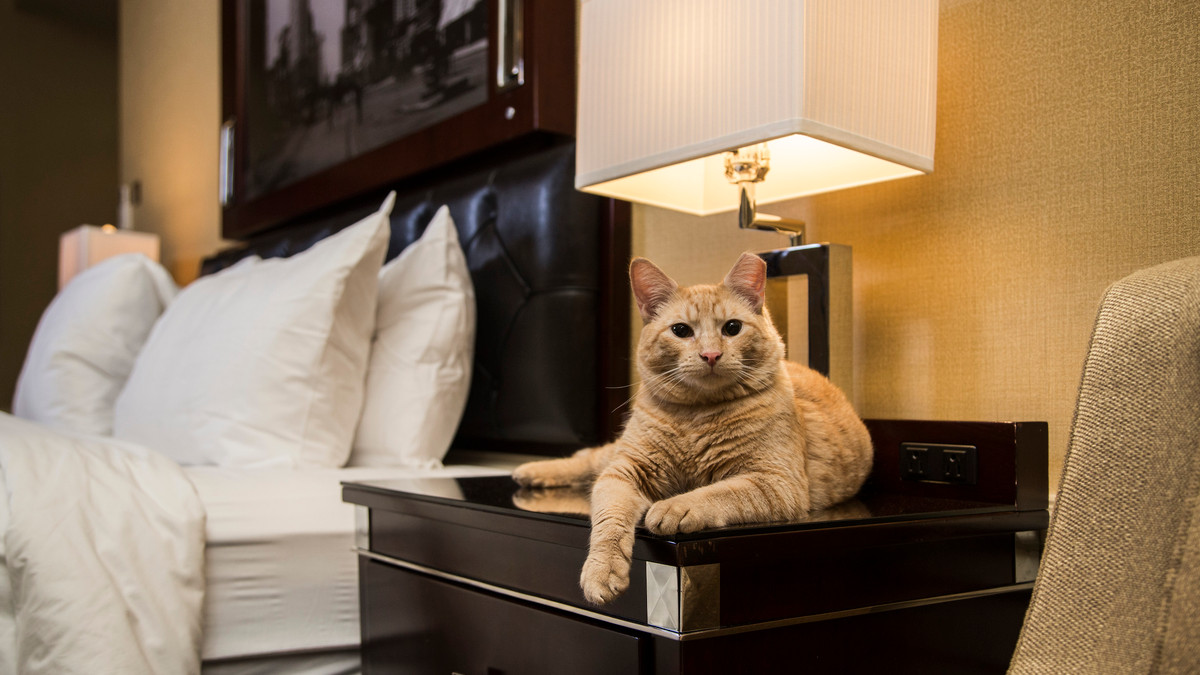 Коти мешкатимуть в готелі безкоштовно - фото 1