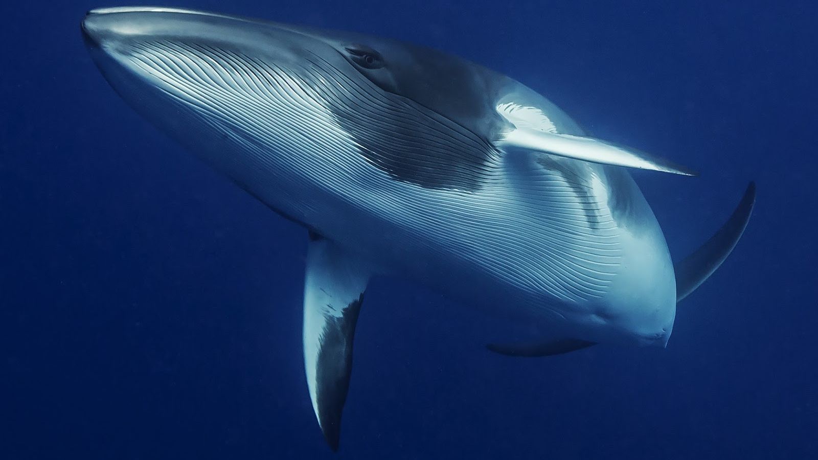 До берега спорожнілої Франції припливли кити: відео