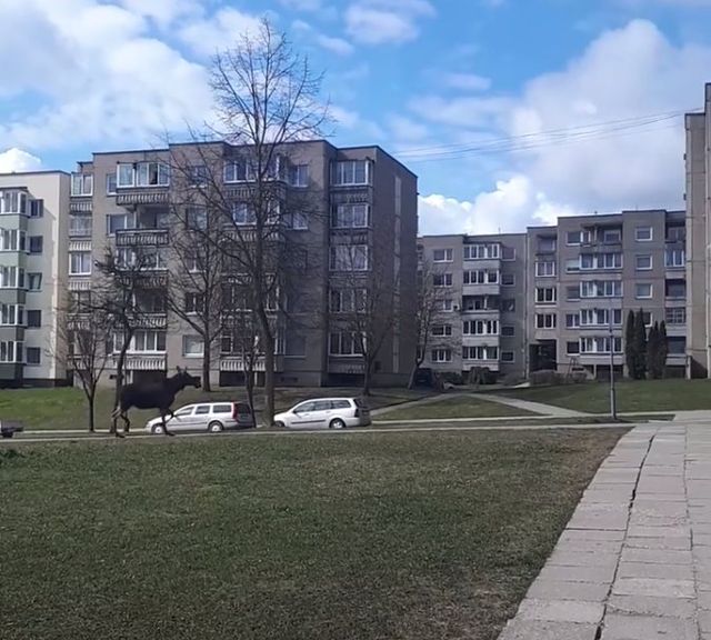 9 фото про те, як тварини захоплять наші міста до кінця карантину - фото 397257