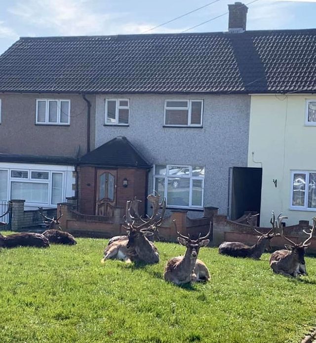 9 фото про те, як тварини захоплять наші міста до кінця карантину - фото 397261