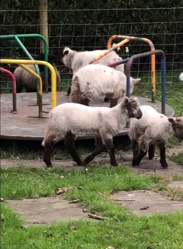 9 фото про те, як тварини захоплять наші міста до кінця карантину - фото 397262