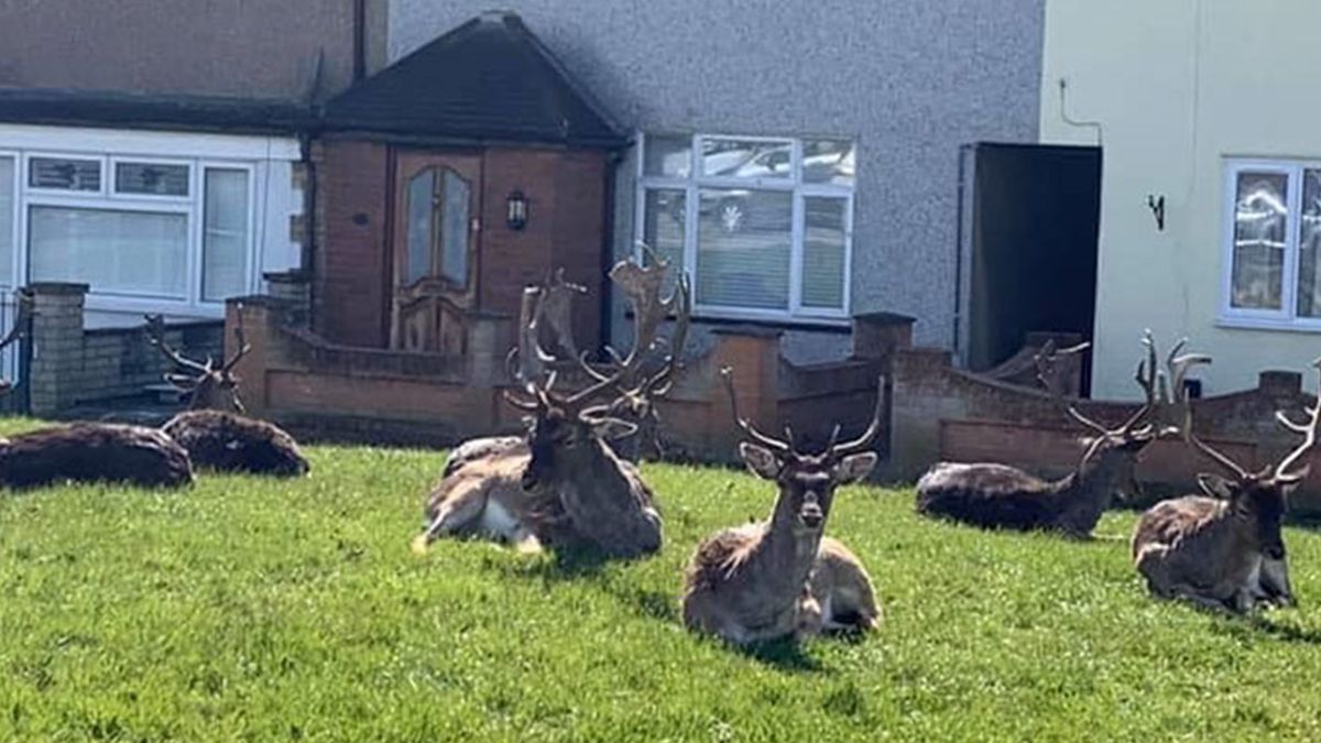 9 фото про те, як тварини захоплять наші міста до кінця карантину - фото 1