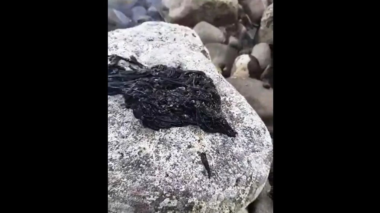 У мережі показали загадкову чорну істоту: відеофакт