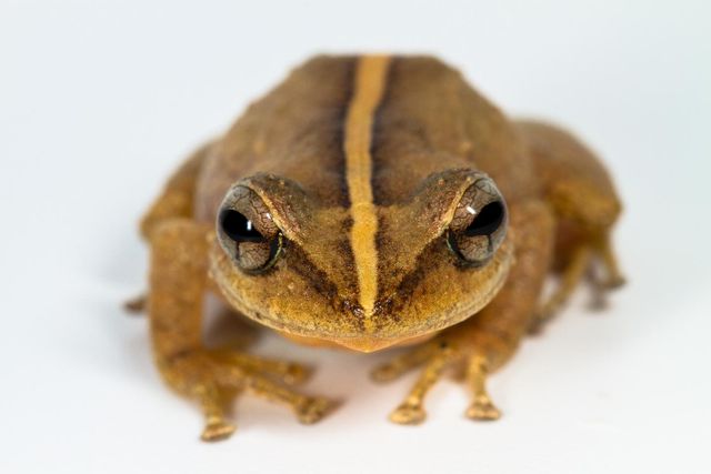Знайдено найдавнішу на Карибах жабу: як вона виглядає - фото 397413