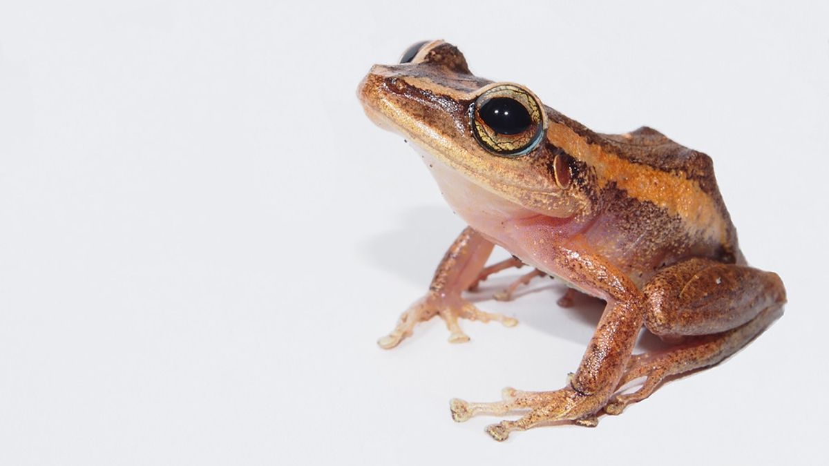 Знайдено найдавнішу на Карибах жабу: як вона виглядає