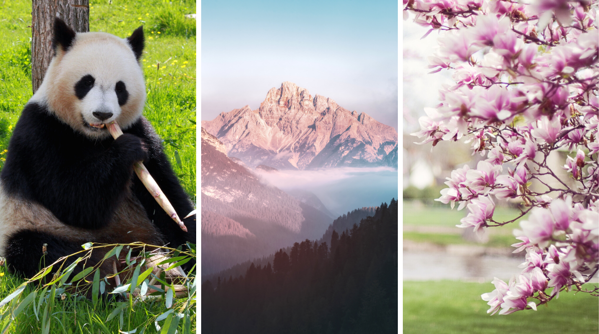 Позитивні новини тижня: від цвітіння магнолій до народження панд