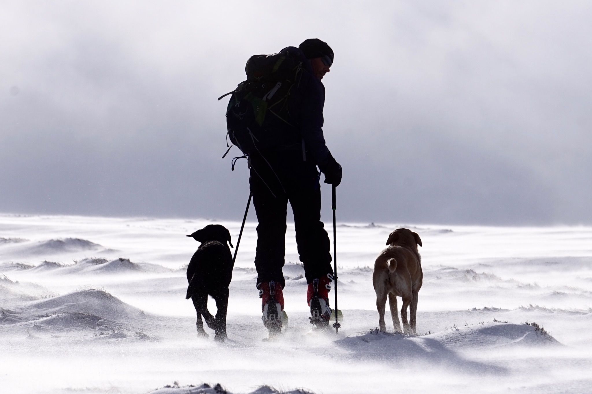 Спортивний коментатор BBC влаштовує матчі між своїми собаками: епічне відео - фото 1