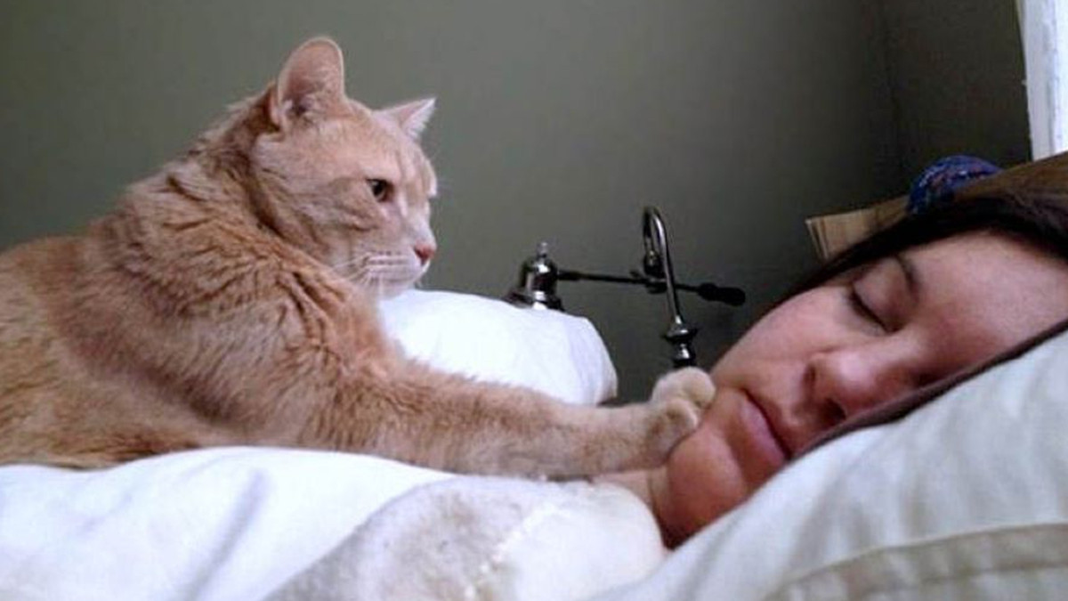 Мережу розсмішив кіт, який незвичайним способом будить хазяйку: кумедне відео - фото 1