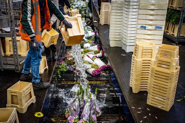 У Нідерландах знищили 400 мільйонів квітів через коронавірус - фото 397781
