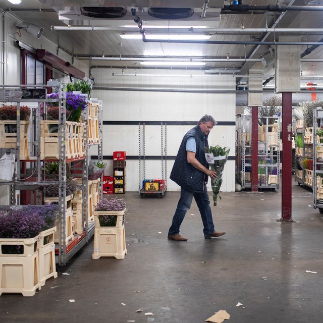 У Нідерландах знищили 400 мільйонів квітів через коронавірус - фото 397782