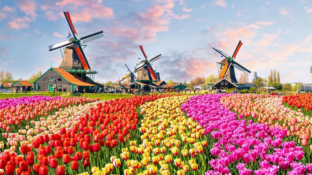 У Нідерландах знищили 400 мільйонів квітів через коронавірус