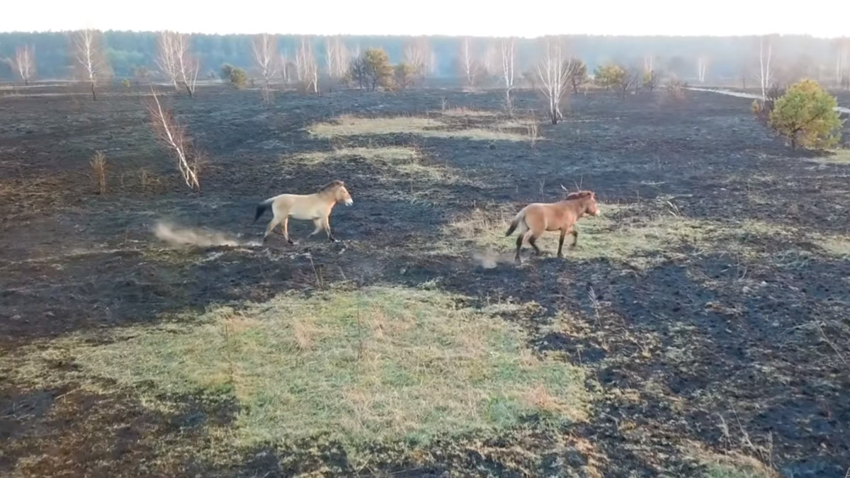 Тварини у Чорнобилі - фото 1