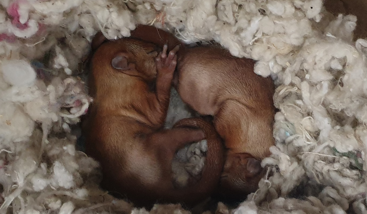 З пожежі в Чорнобилі врятували більчат: зворушливі фото уцілілих тварин