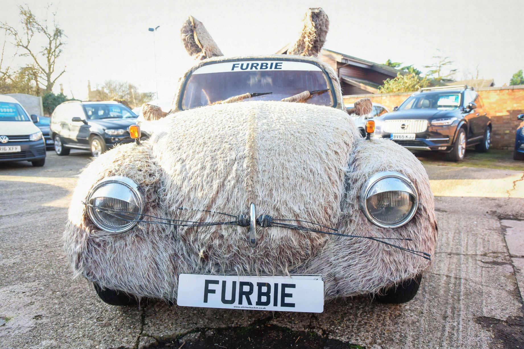 Пухнастий "Жук" шукає нового власника - фото 1