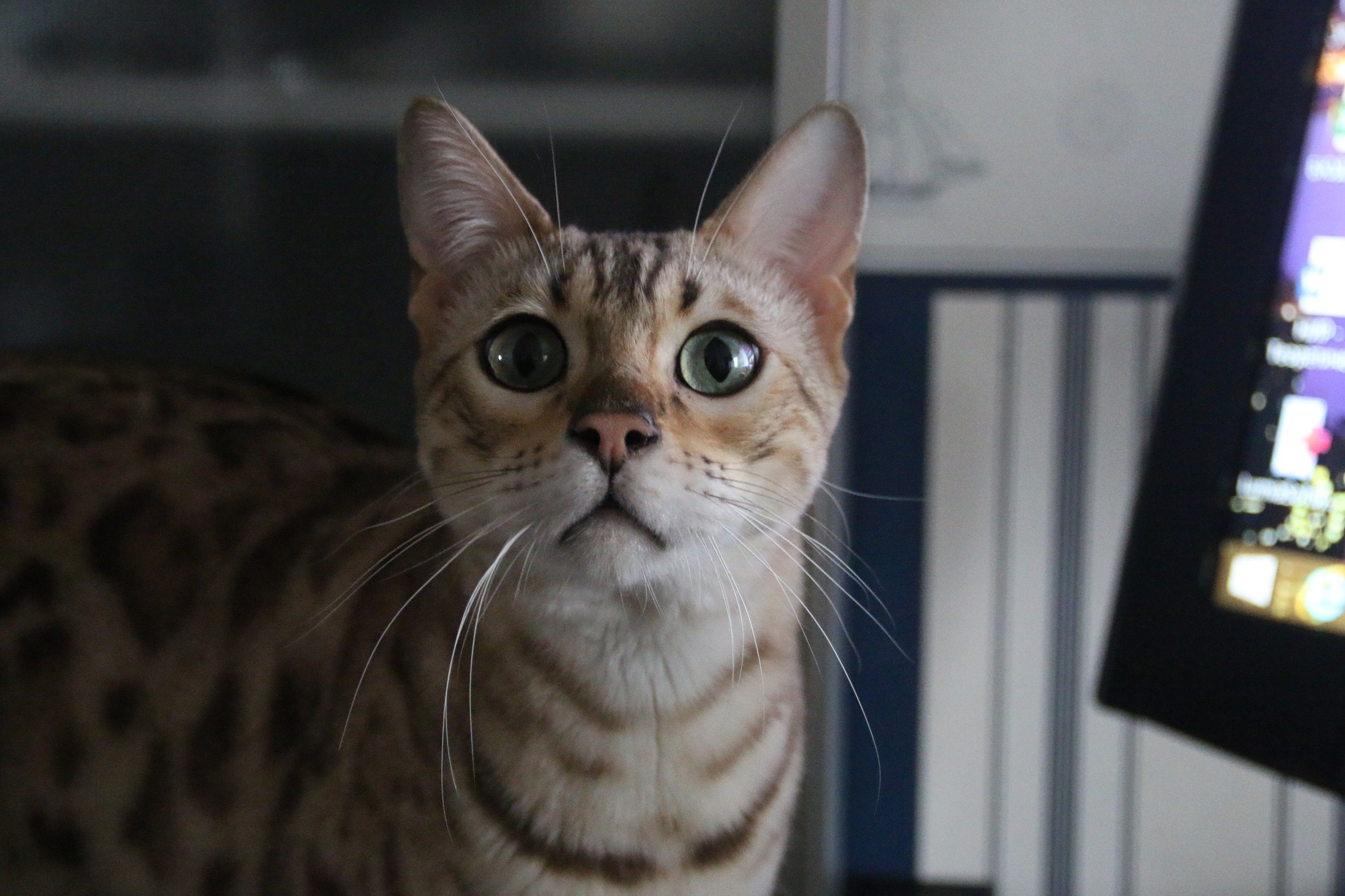 Залишив кота на пів години: у мережі обговорюють пухнастика, який сумує за господарем