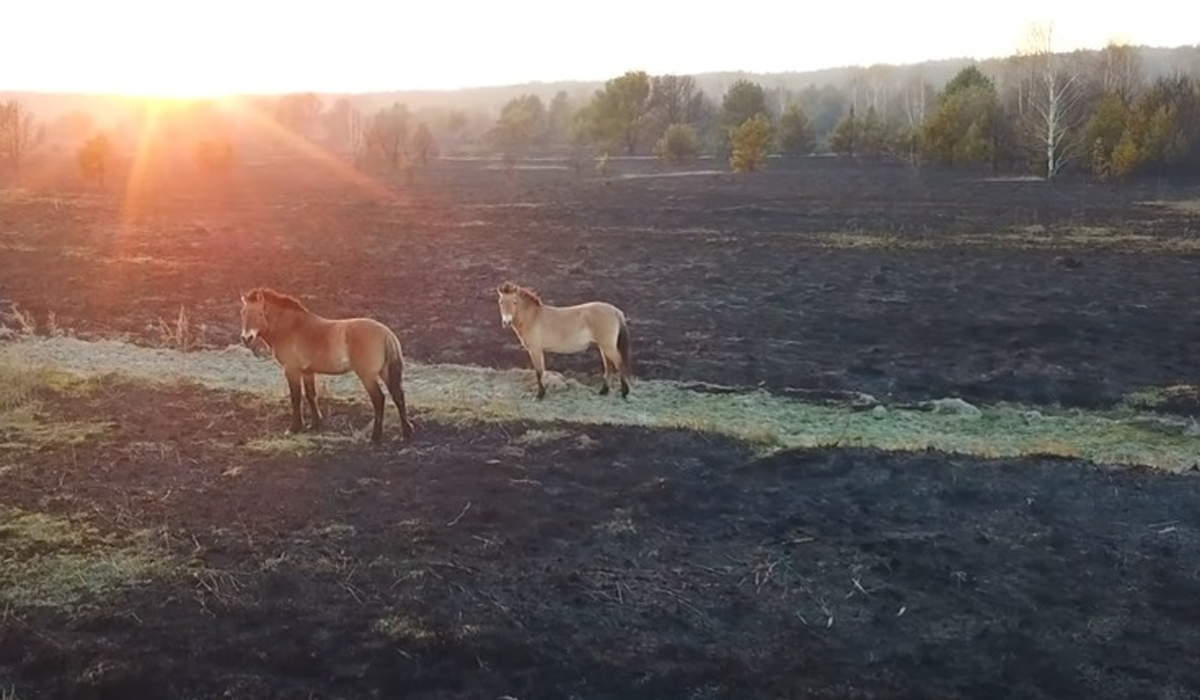 Коні Пржевальського прижились у Чорнобильській зоні - фото 1