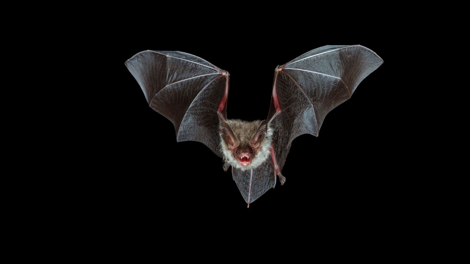 Миші не винні? Вчені оцінили небезпеку кажанів