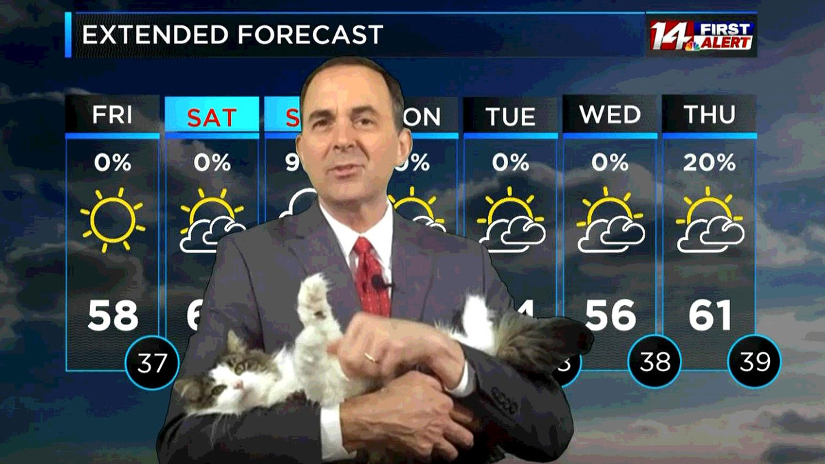 Кішка стала співведучою прогнозу погоди - фото 1