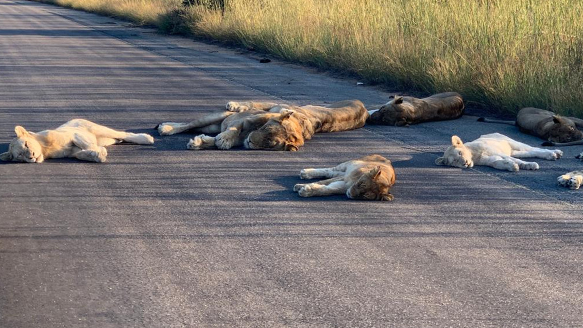 У ПАР леви насолоджуються карантином і заснули прямо на дорозі: фотофакт - фото 1