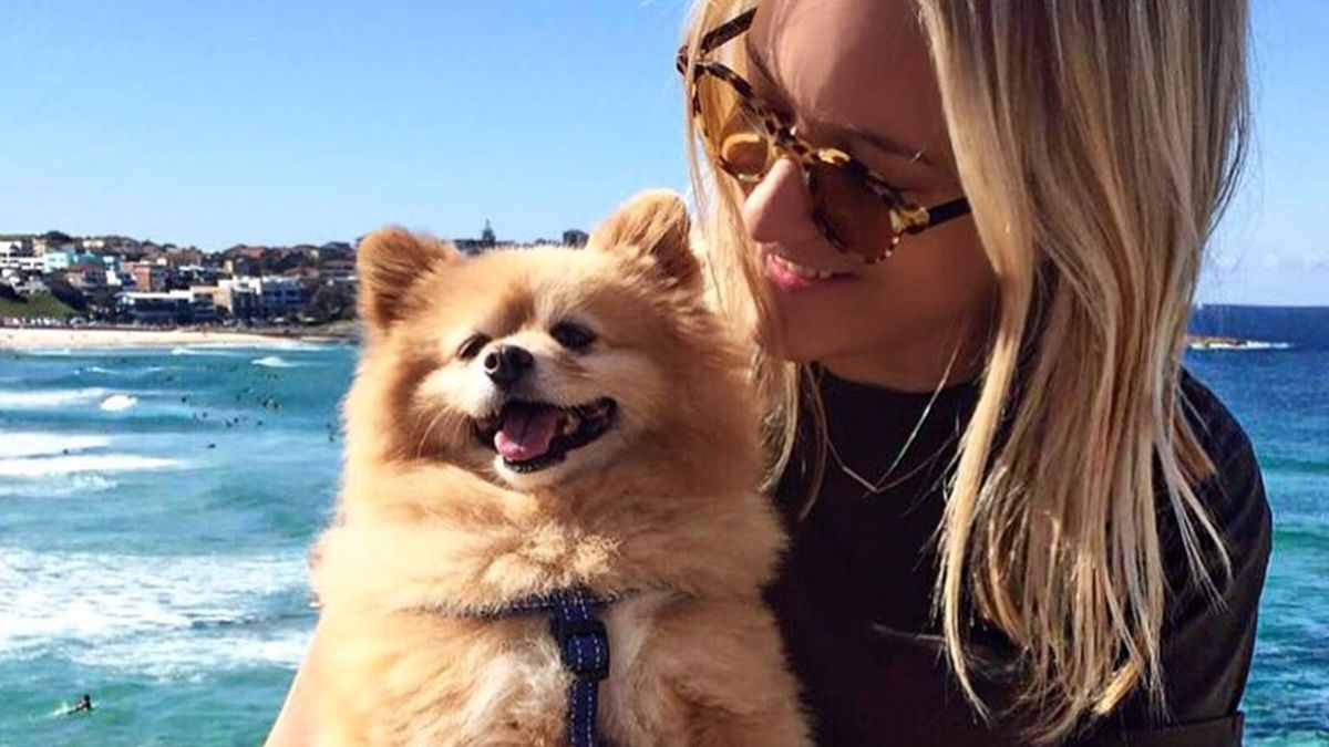 Мережу розсмішила дівчина, яка дуже невдало підстригла собаку: кумедне фотопорівняння