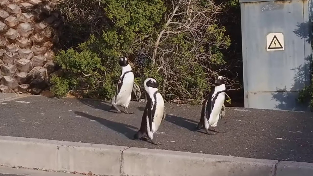 Пінгвіни розгулюють по спорожнілому Кейптауну: відео - фото 1