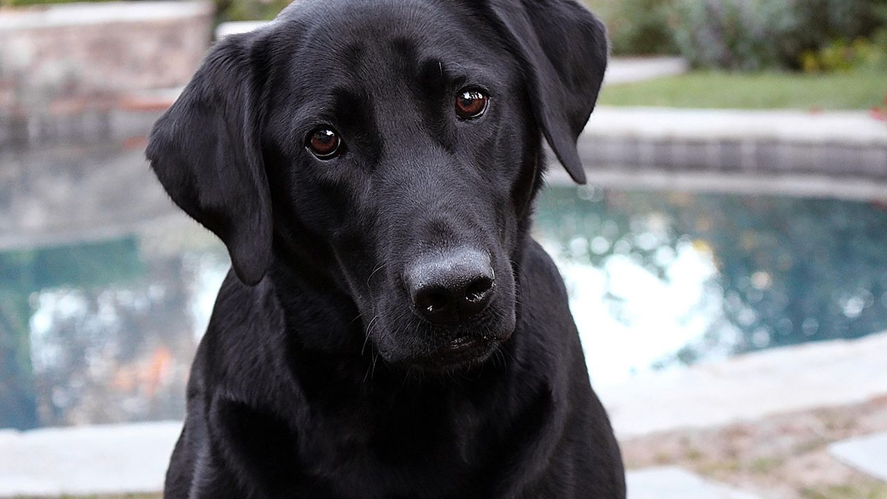 Дуже здивований собака розсмішив мережу: відео