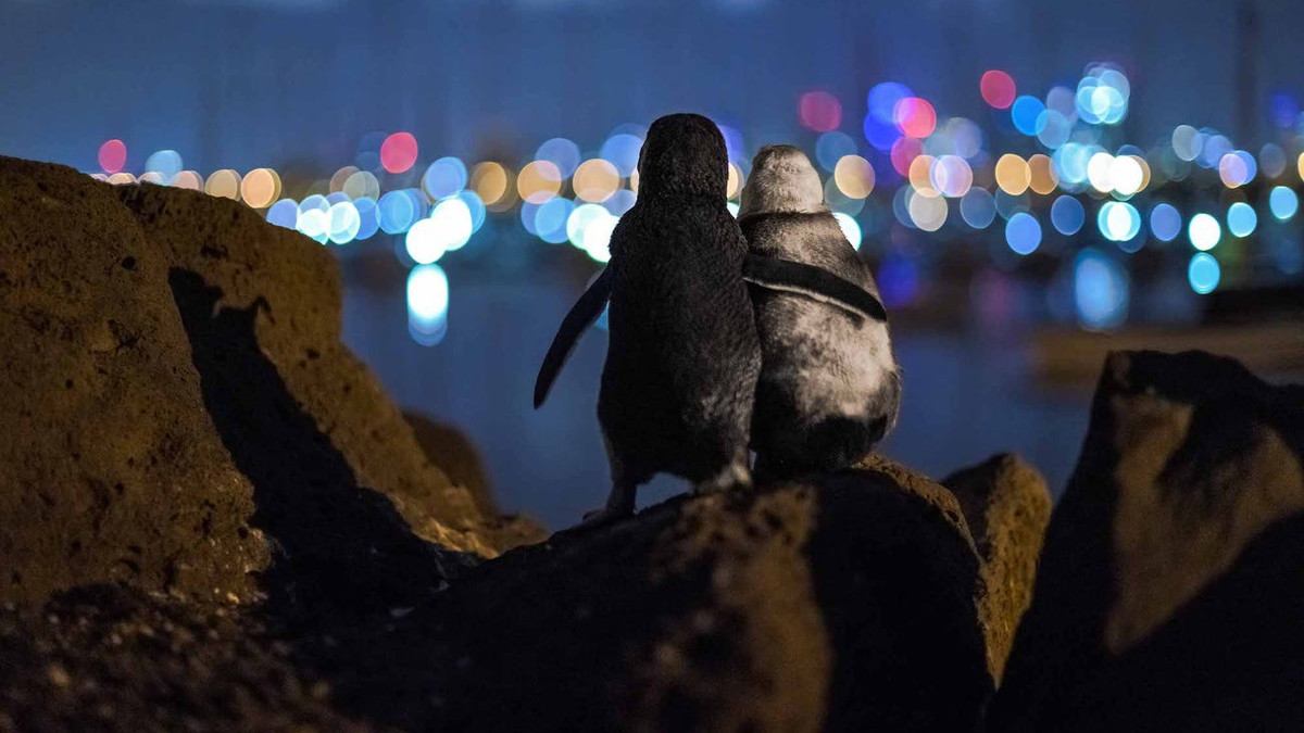 Пара пінгвінів милується заходом сонця: зворушливе фото, яке стало вірусним - фото 1