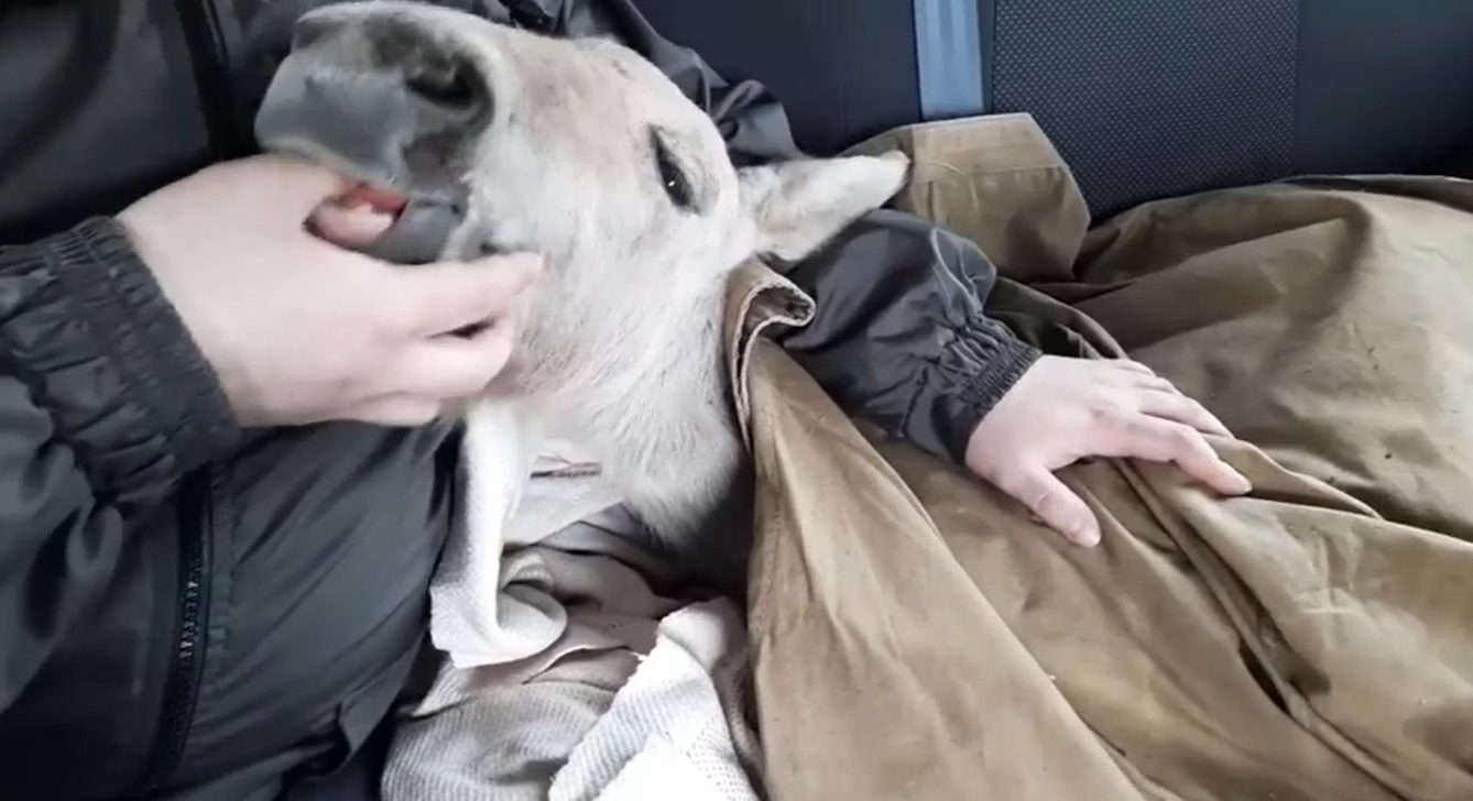 Конику Пржевальського всього 2 тижні - фото 1