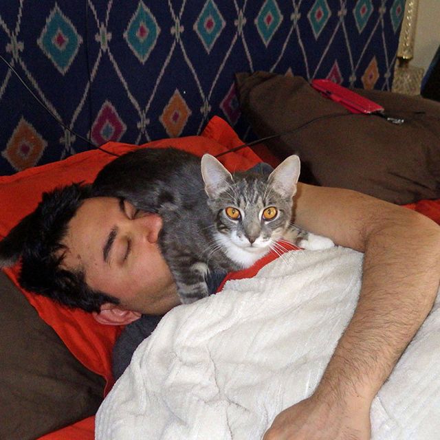 Домашні улюбленці, які не знають про особистий простір: епічні фото - фото 399677