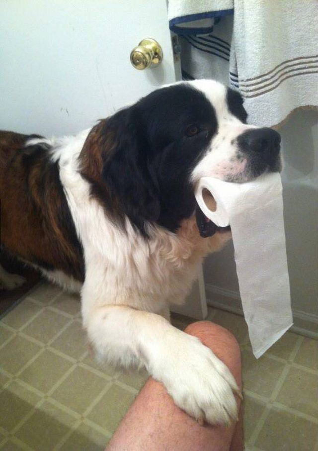 Домашні улюбленці, які не знають про особистий простір: епічні фото - фото 399683